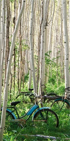Aspen Herd (Left)