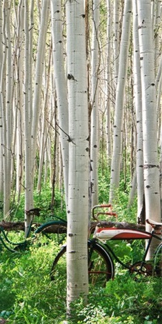 Aspen Herd (Middle)