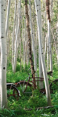 Aspen Herd (Right)