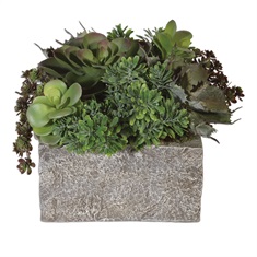 Black Rock Desert Succulents