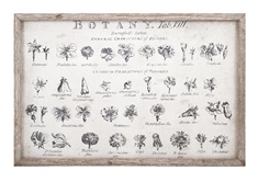 Botanical Wall Décor