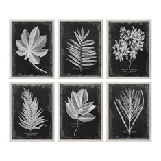 Foliage Framed Prints S/6