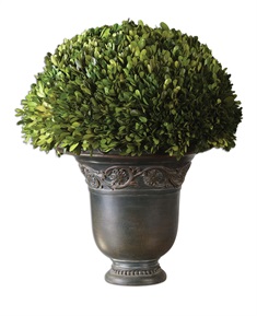 Globe Preserved Boxwood