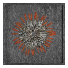 Kumara Feathered Shadow Box
