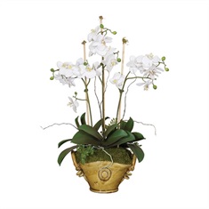 Laila Orchid