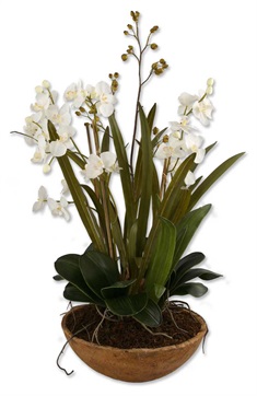 Moth Orchid Planter