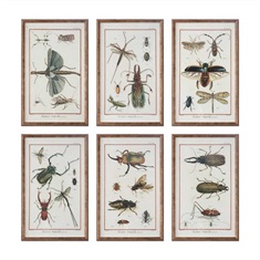 Multi Insect Prints, S/6