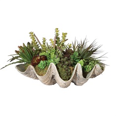 Sea Coast Succulents