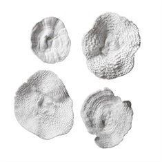 Sea Coral Wall Art S/4