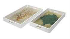 Sea Fan