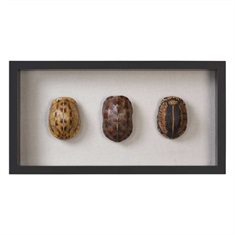 Tortoise Shells Shadow Box