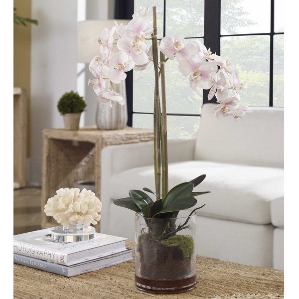 Blush Pink And White Orchid