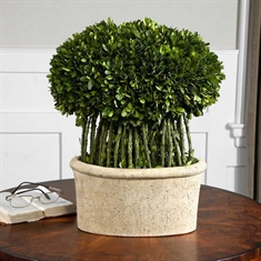 Uttermost Willow Topiary Preserved Boxwood